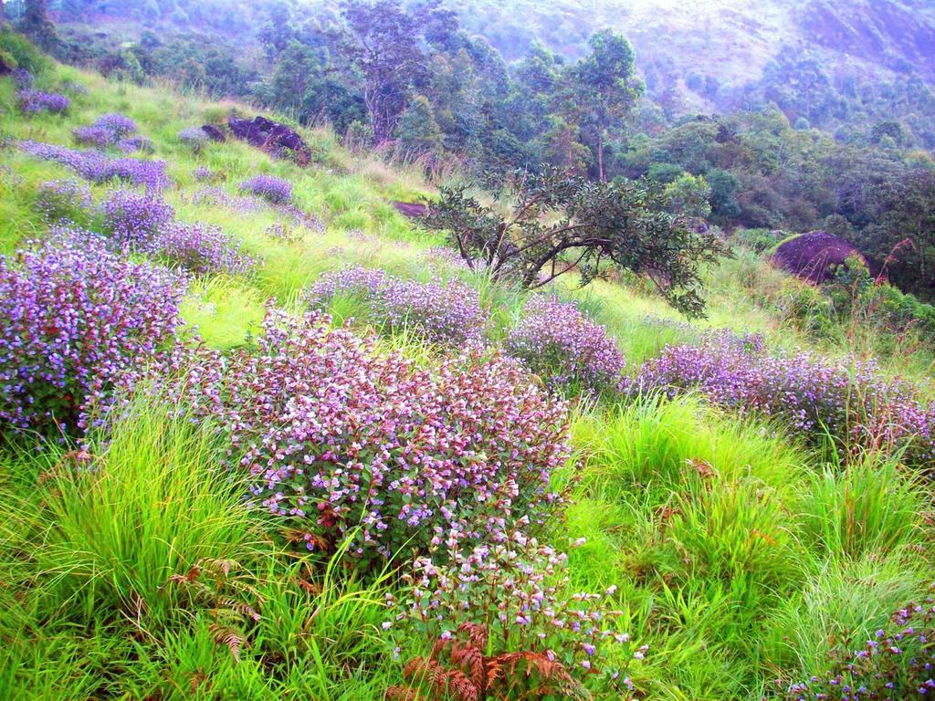 Elysium Garden Hotell Munnar Exteriör bild